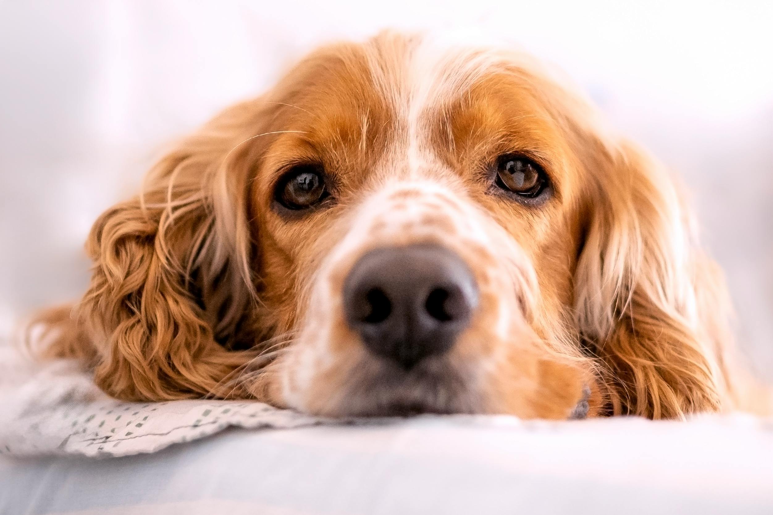 cuanto cuesta tener un perro o canino en casa