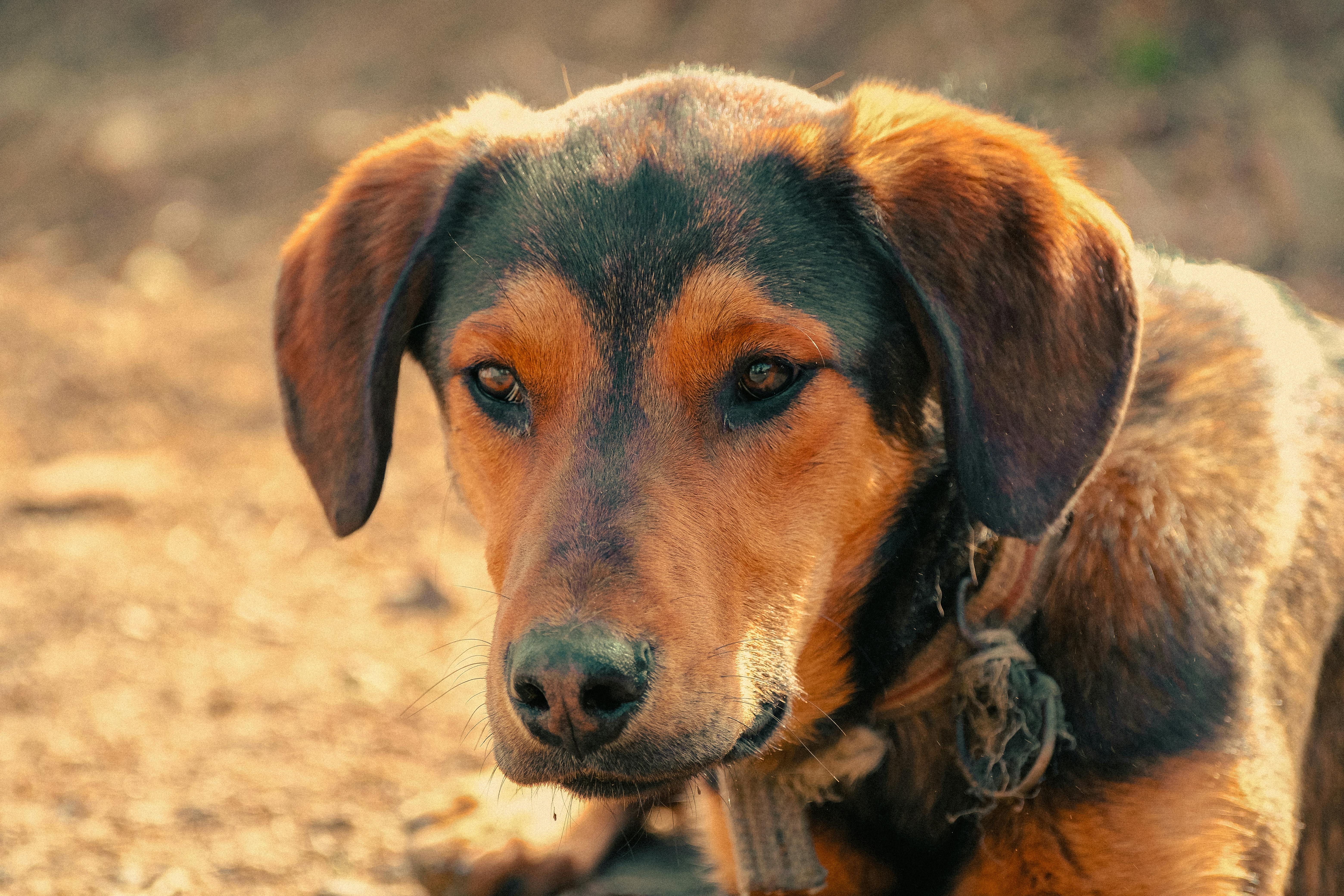 cuanto cuesta tener un perro o canino en casa