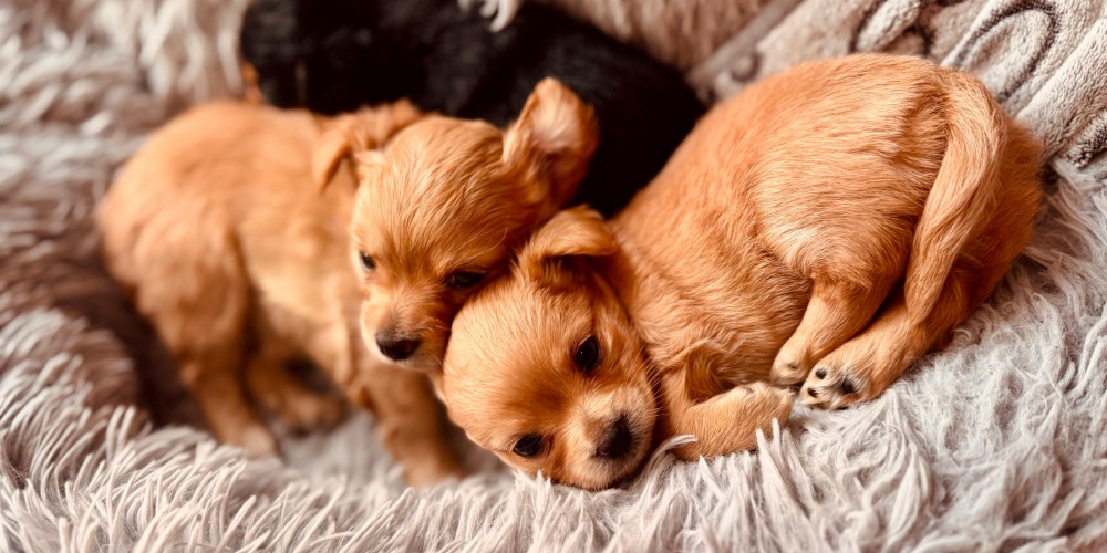 cuanto cuesta tener un perro o canino en casa