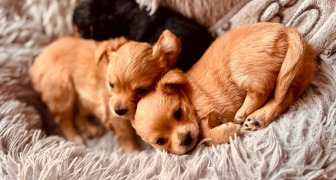 cuanto cuesta tener un perro o canino en casa