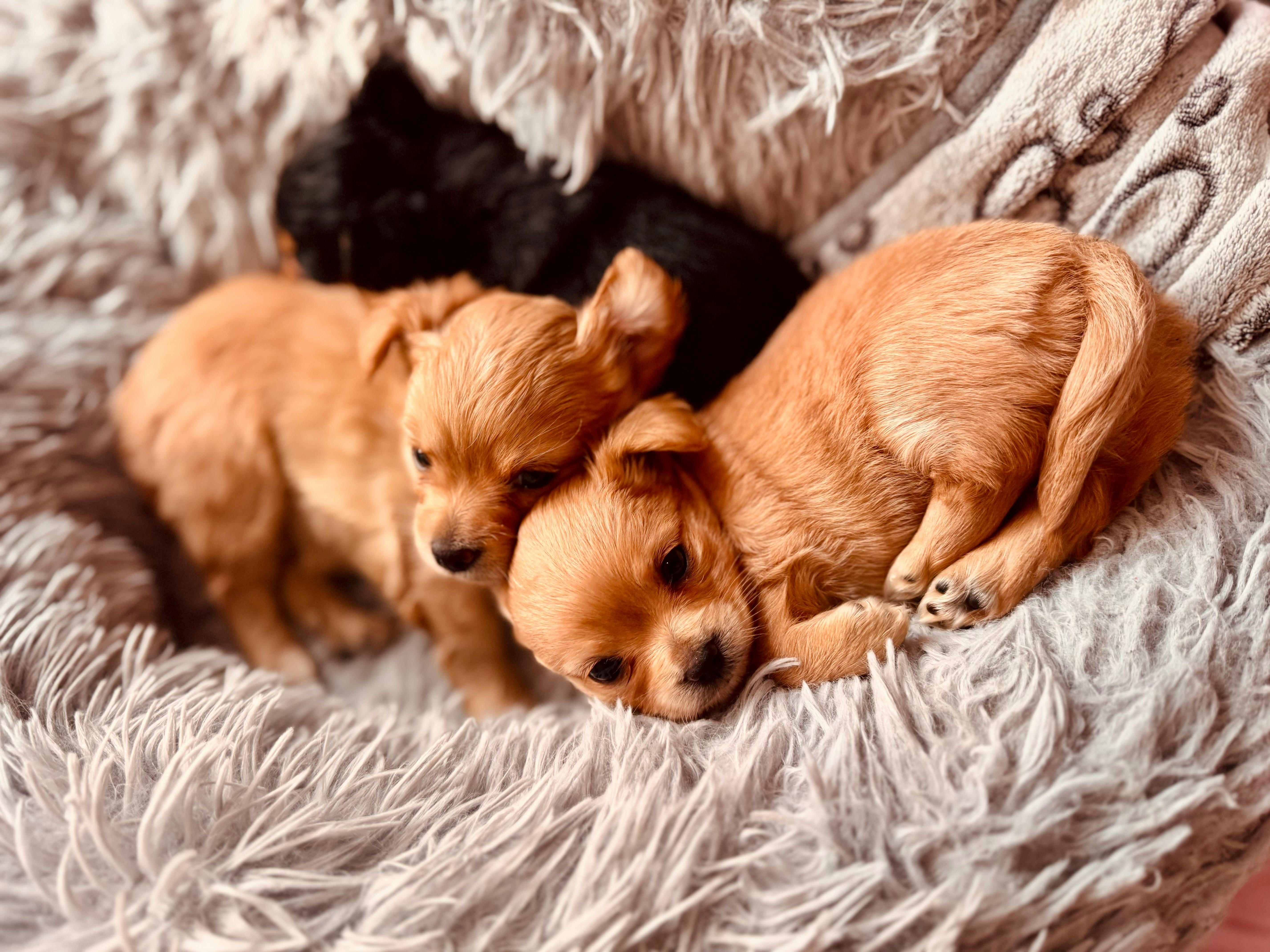 cuanto cuesta tener un perro o canino en casa