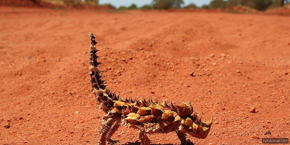 Moloch horridus