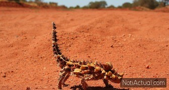 Moloch horridus