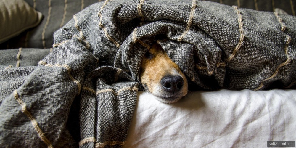 Tips para que tu perrito no sufra por los fuegos artificiales