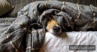 Tips para que tu perrito no sufra por los fuegos artificiales