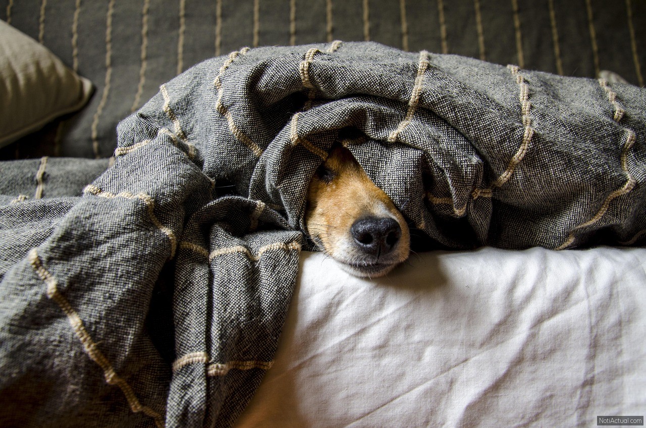 Tips para que tu perrito no sufra por los fuegos artificiales