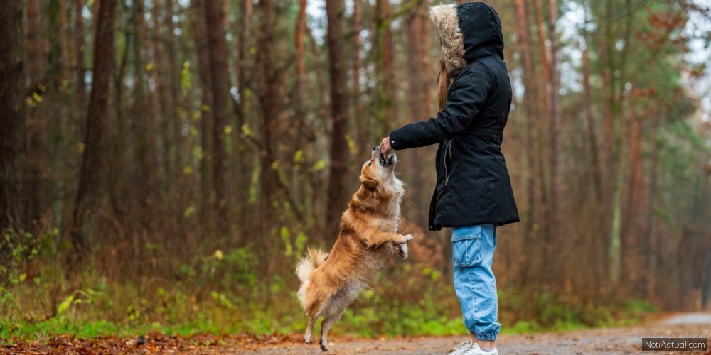 Qué tener en cuenta antes de adoptar un animal de compañia