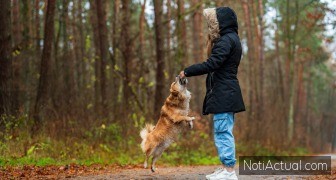 Qué tener en cuenta antes de adoptar un animal de compañia
