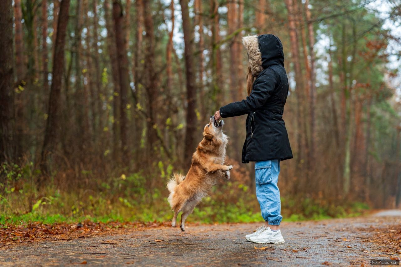 Qué tener en cuenta antes de adoptar un animal de compañia