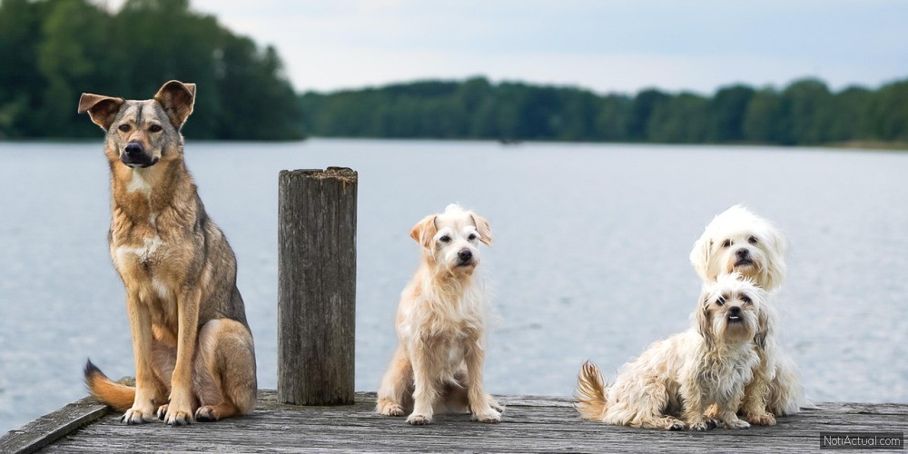 PERROS