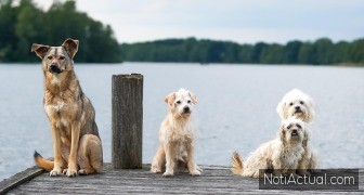 PERROS