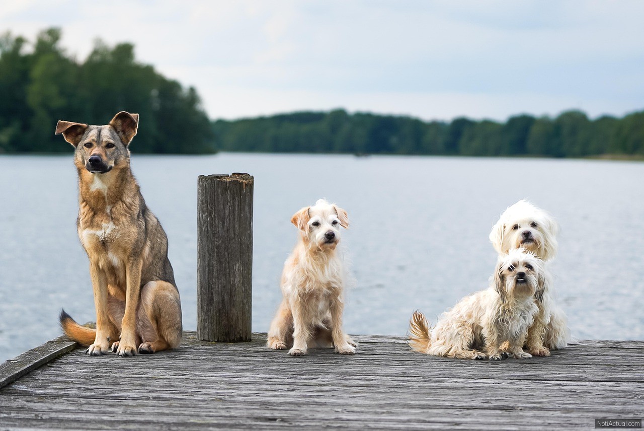 PERROS