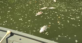 Miles de peces muertos en aguas del río Kentucky