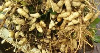 crean suplemento alimenticio a base de maní