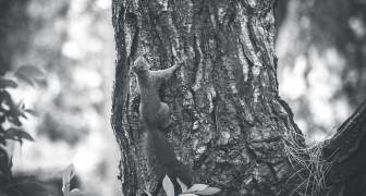 Aparecen ardillas con peste bubónica en EEUU