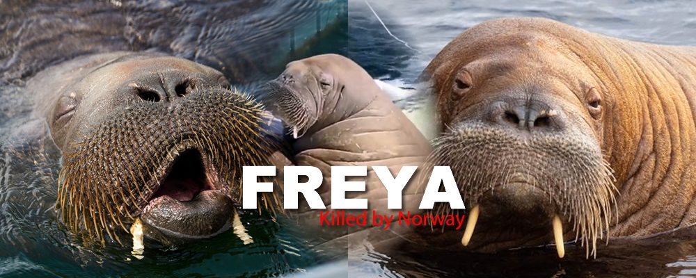 Noruega cumple su amenaza y sacrifica a la morsa Freya