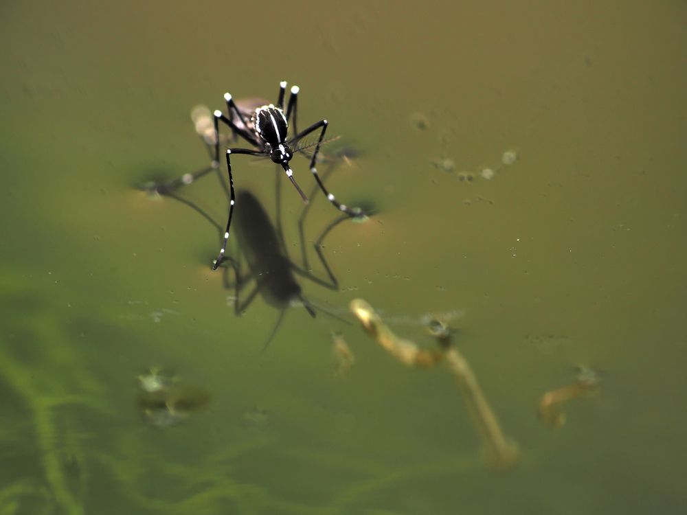 Dengue en Bangladés