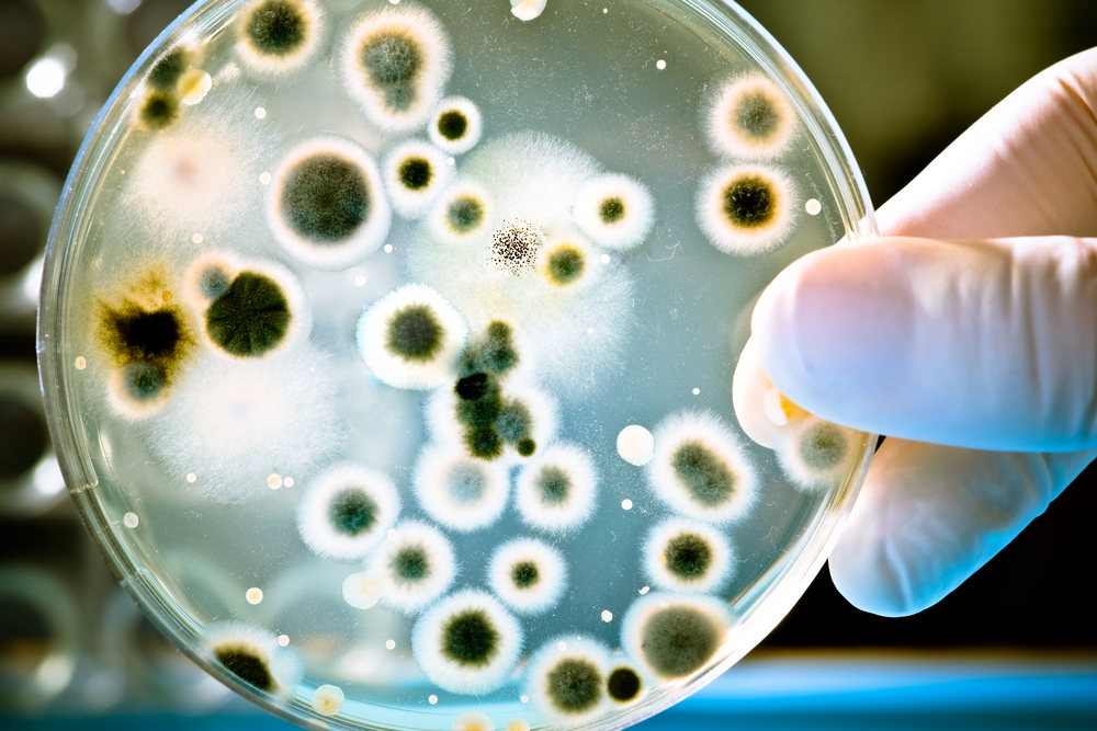 bacteria carnívora