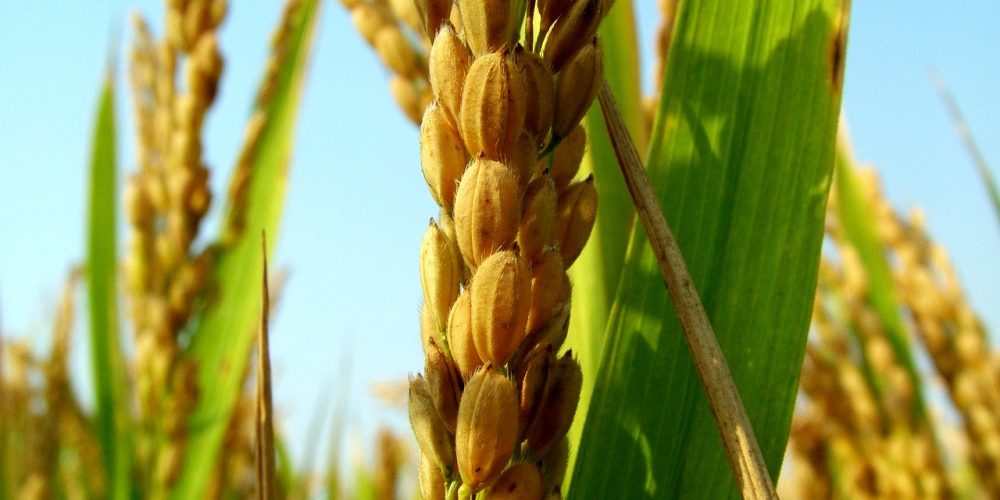 Arroz, Extensión de siembra