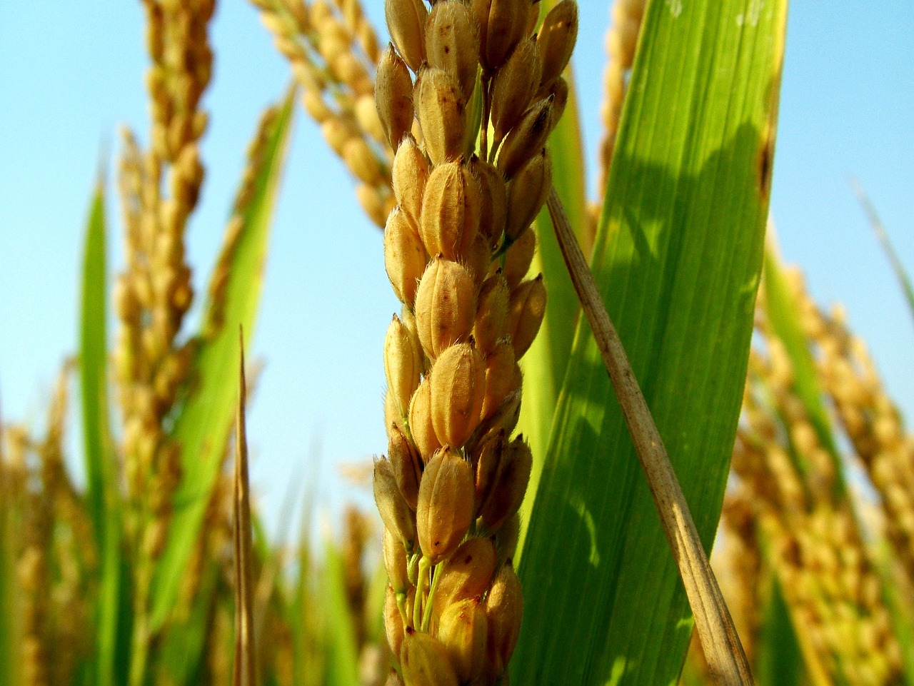 Arroz, Extensión de siembra