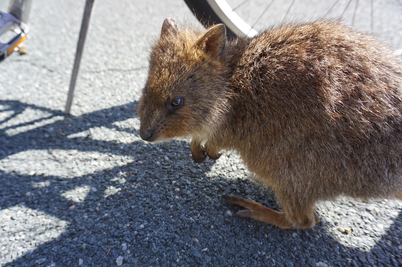 Curiosidades de la Ciudad de Perth