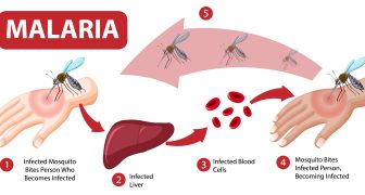 Malaria symptom information infographic illustration