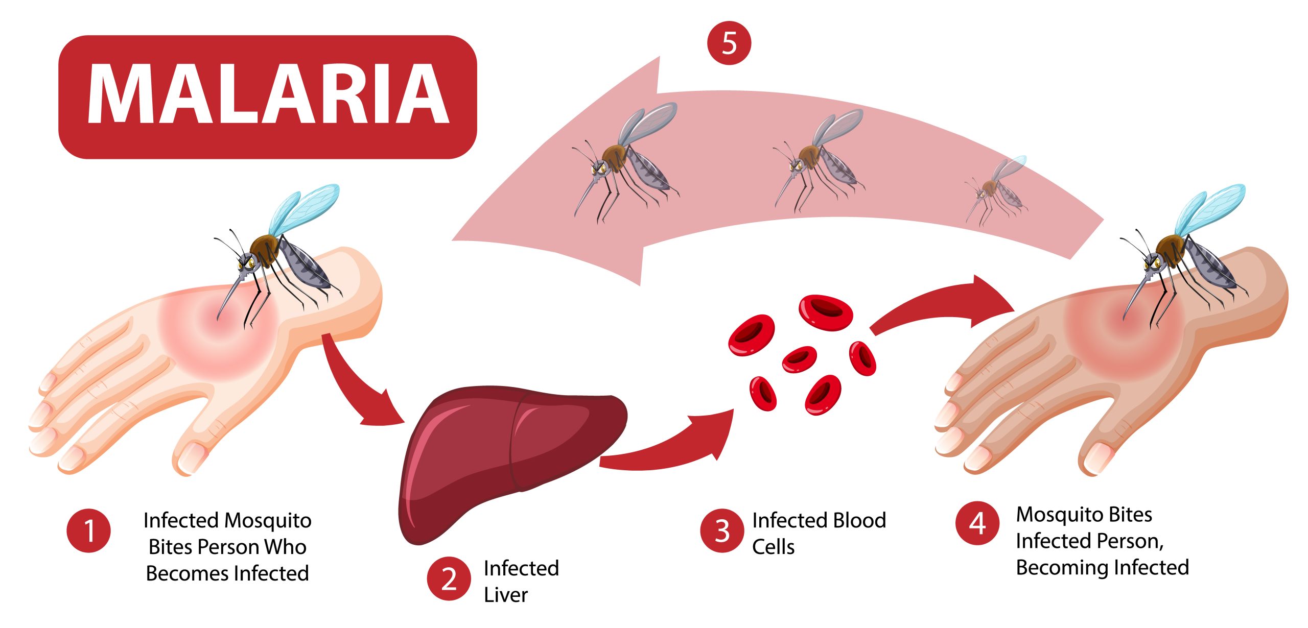 Malaria symptom information infographic illustration