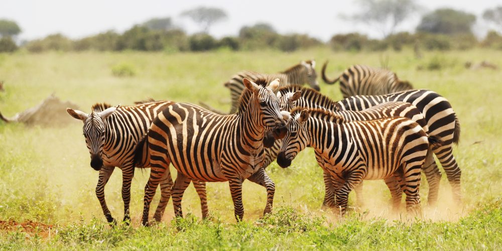 A group of Zebras grazing in Tsavo East National park, Kenya, Africa