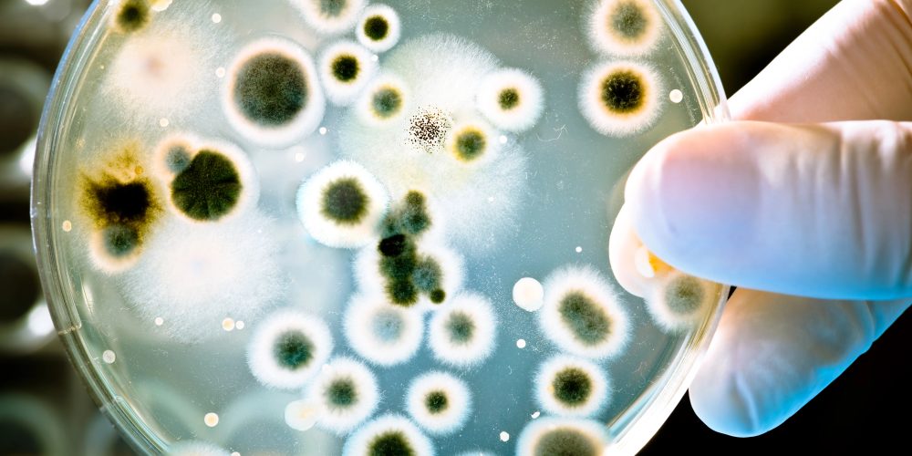 bacterias resistentes a los medicamentos