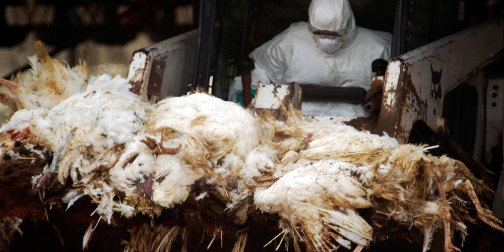 WESTERN NEGEV - MARCH 18: Agriculture Ministry worker is carrying carcasses of dead turkeys in a forklift at Kibbutz Holit in the western Negev, Israel on Sunday March 19, 2006.