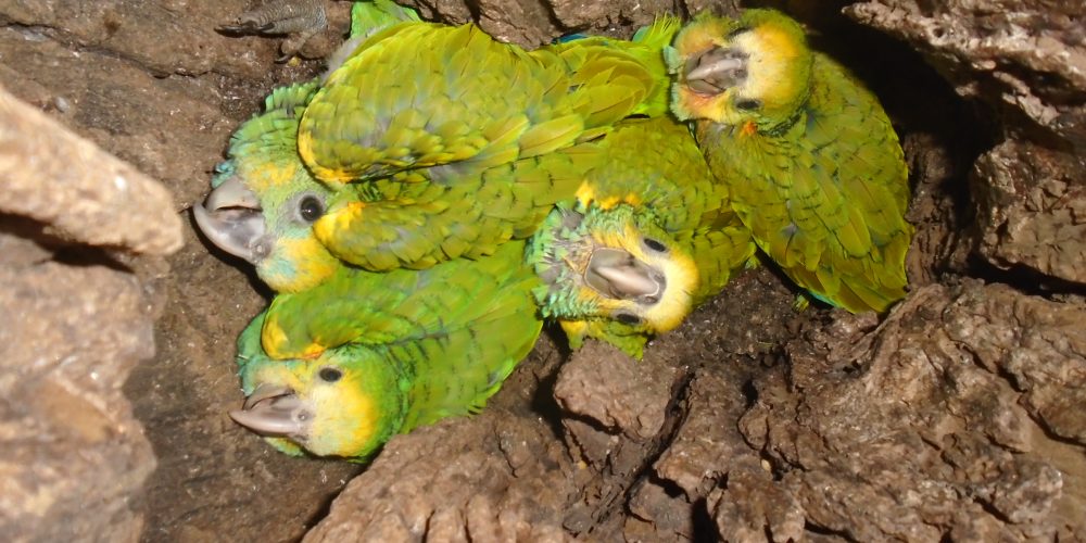 Cotorras Margariteñas