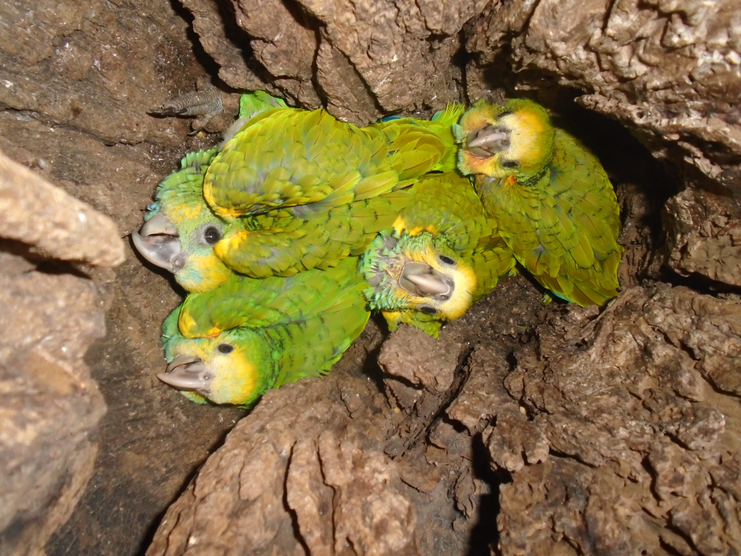 Cotorras Margariteñas