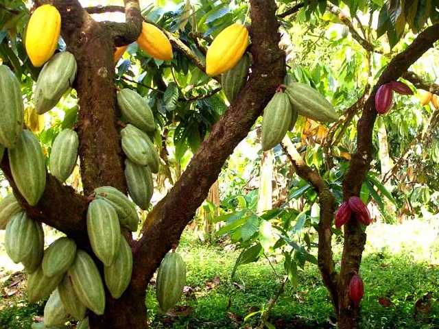 Día Nacional del Cacao