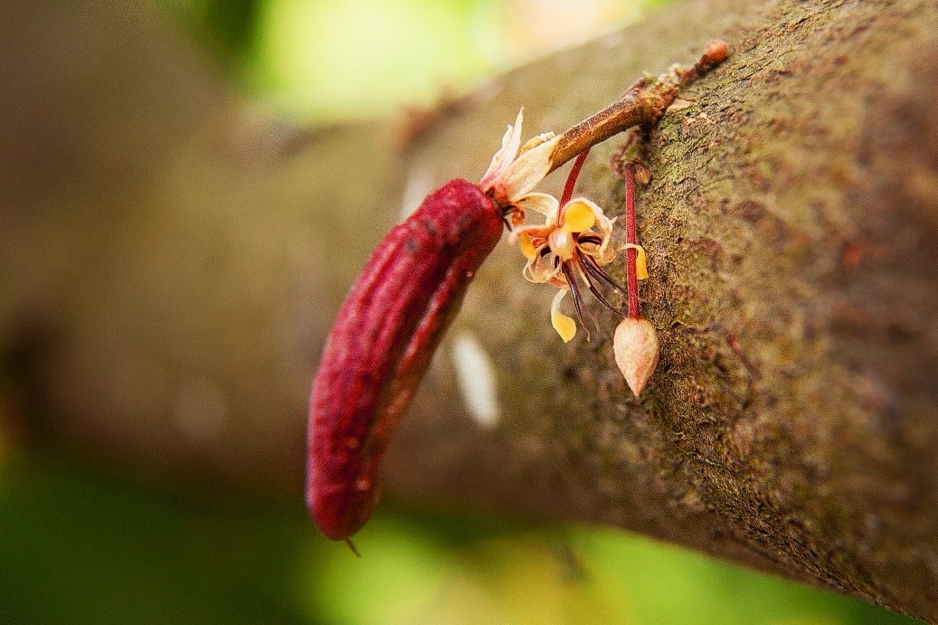 Día Nacional del Cacao