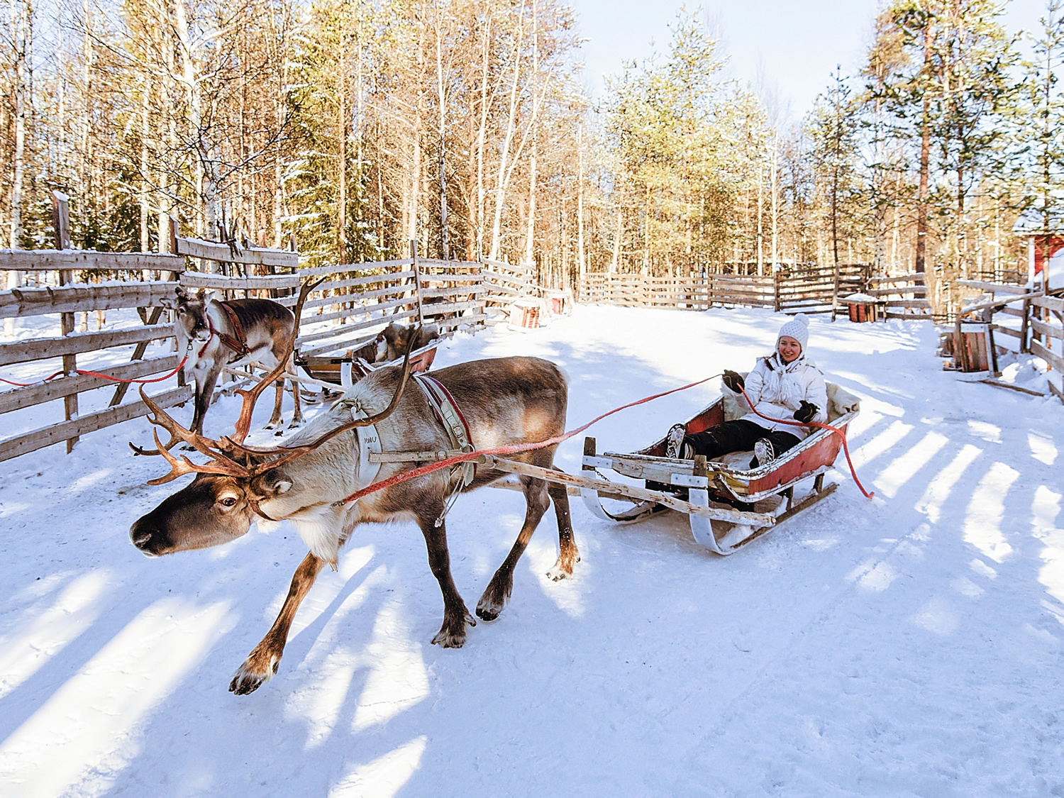 Rovaniemi, Finlandia Trineos