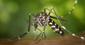 Brote de Zika