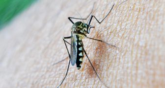 Malaria o Paludismo