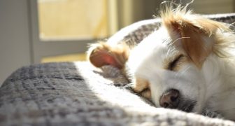 Remedios naturales en el cuidado de los perros