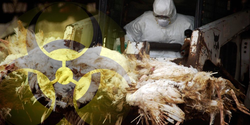 H5N10 china aviar flu 2025 NotiActual