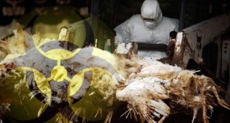 H5N10 china aviar flu 2025 NotiActual