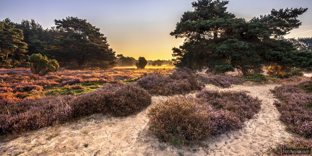 Descubre el Encanto Tranquilo de Drenthe en los Países Bajos