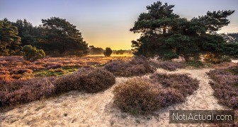 Descubre el Encanto Tranquilo de Drenthe en los Países Bajos
