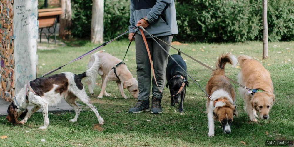 Paseadores de perros una opción segura para tu mascota y tu rutina