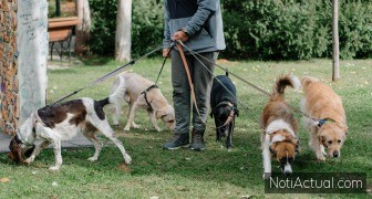 Paseadores de perros una opción segura para tu mascota y tu rutina