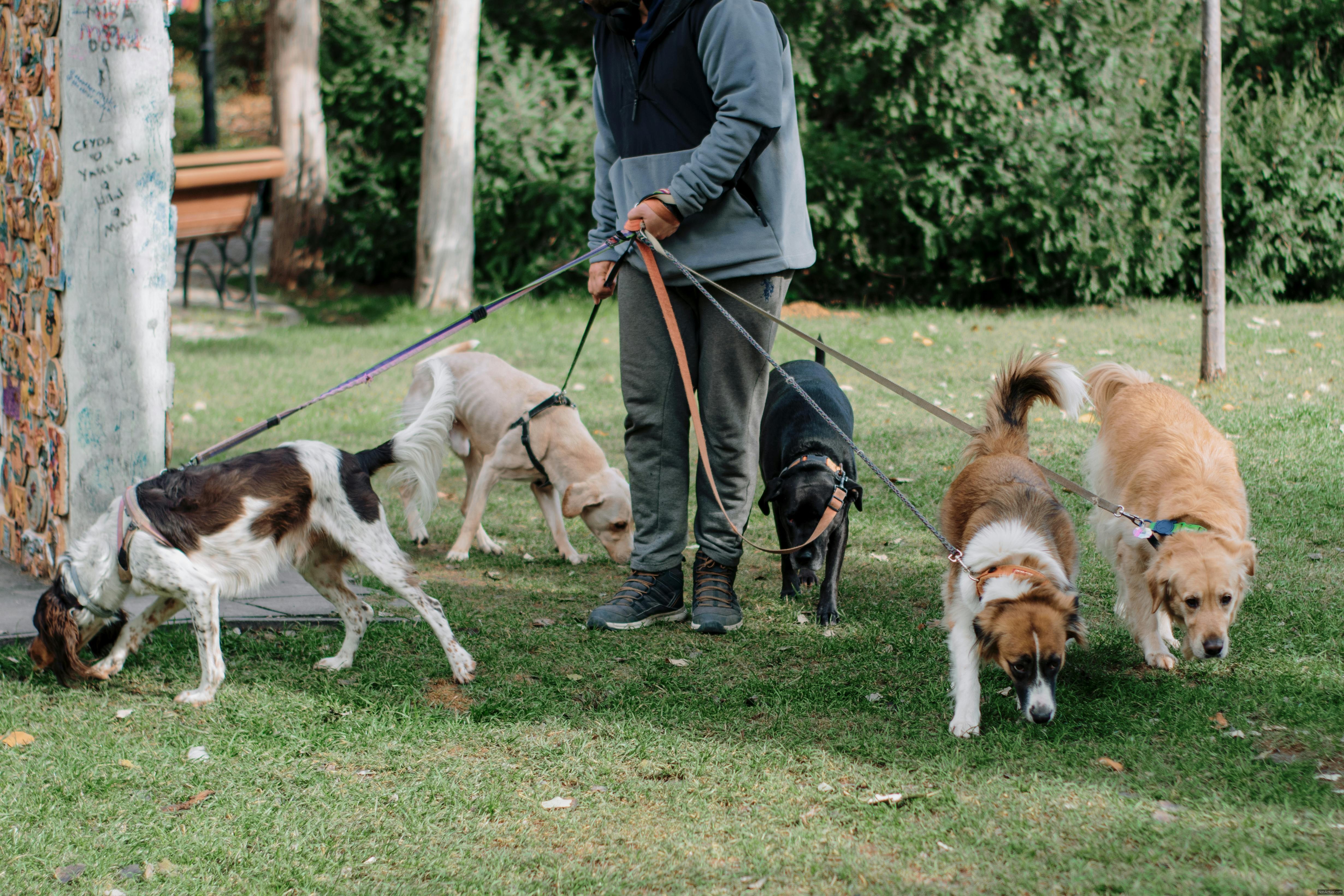 Paseadores de perros una opción segura para tu mascota y tu rutina