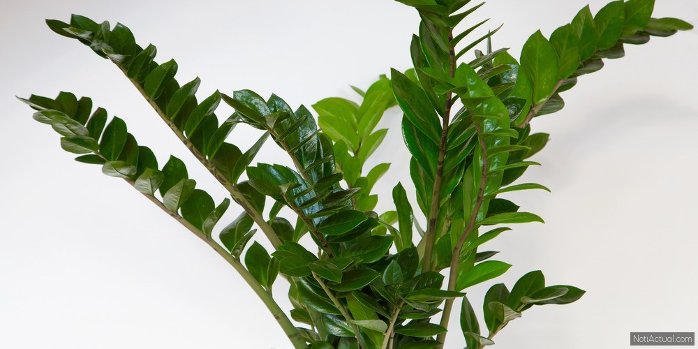Zamioculca, planta ZZ o planta del Dinero