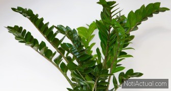 Zamioculca, planta ZZ o planta del Dinero