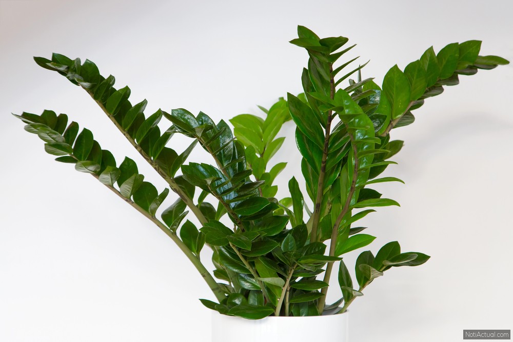 Zamioculca, planta ZZ o planta del Dinero