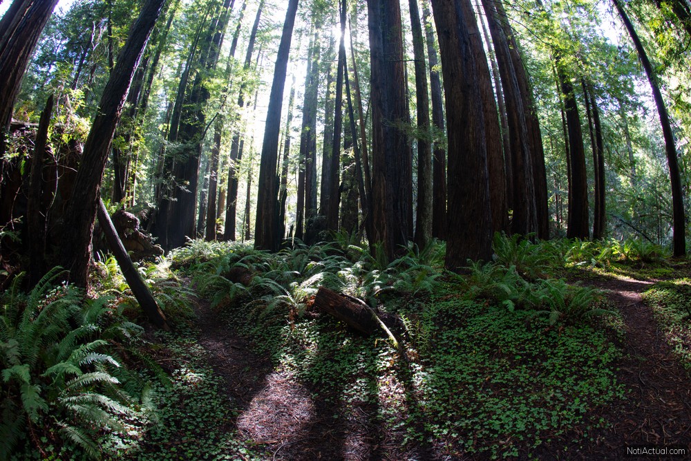 Mendocino, California