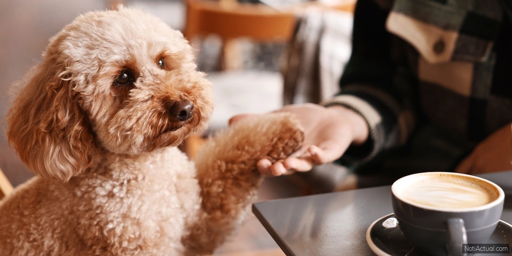Cafeterías Pet-Friendly en Caracas